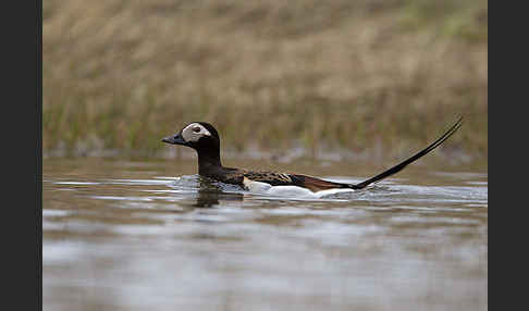 Eisente (Clangula hyemalis)