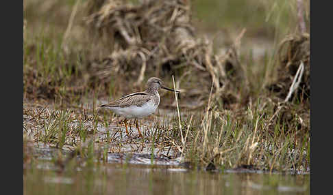 Terekwasserläufer (Xenus cinereus)