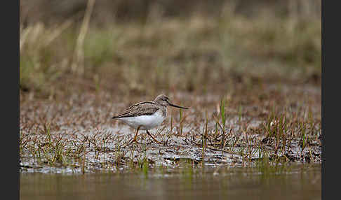 Terekwasserläufer (Xenus cinereus)