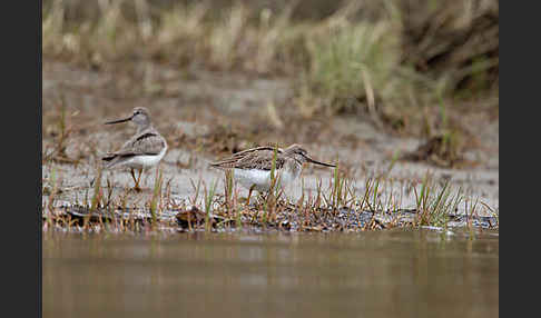 Terekwasserläufer (Xenus cinereus)