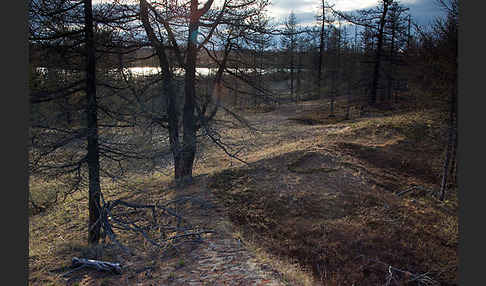 Sibirische Lärche (Larix sibirica)