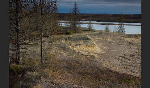 Sibirische Lärche (Larix sibirica)