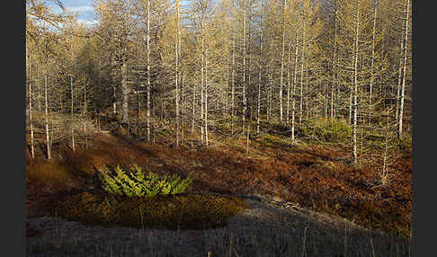 Sibirische Lärche (Larix sibirica)