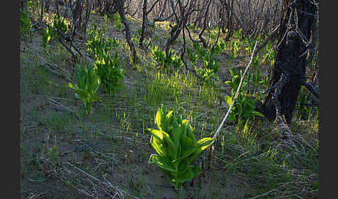 Grüner Germer (Veratrum lobelianum)