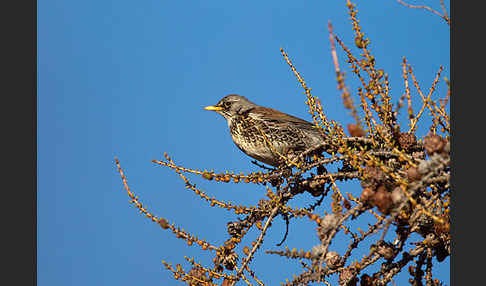 Wacholderdrossel (Turdus pilaris)