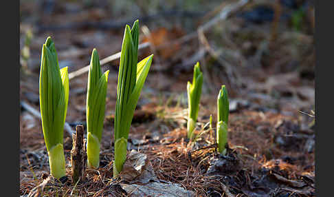 Grüner Germer (Veratrum lobelianum)