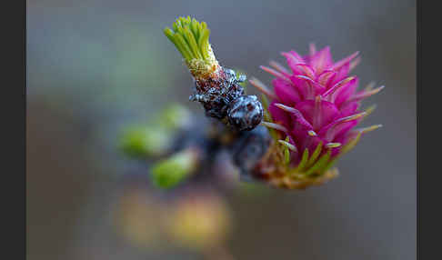 Sibirische Lärche (Larix sibirica)