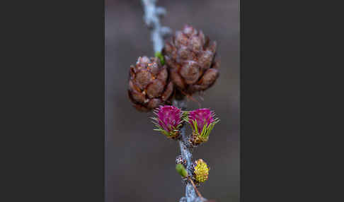 Sibirische Lärche (Larix sibirica)