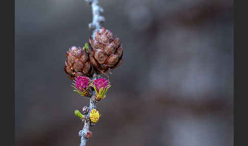 Sibirische Lärche (Larix sibirica)