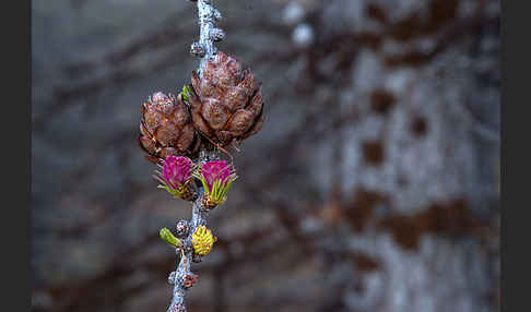 Sibirische Lärche (Larix sibirica)