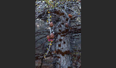 Sibirische Lärche (Larix sibirica)