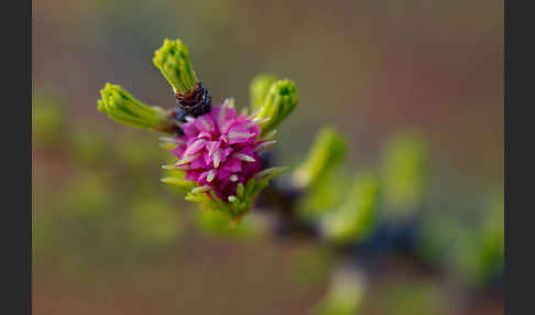 Sibirische Lärche (Larix sibirica)