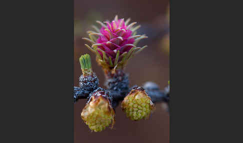 Sibirische Lärche (Larix sibirica)