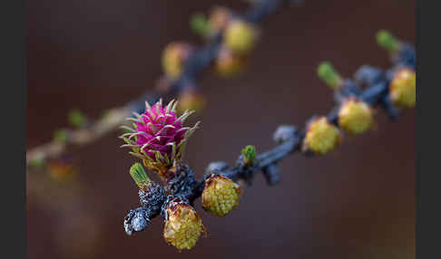 Sibirische Lärche (Larix sibirica)