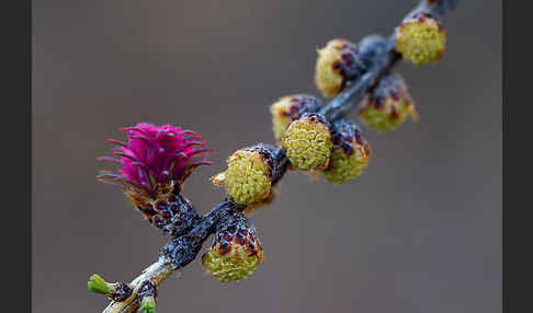 Sibirische Lärche (Larix sibirica)