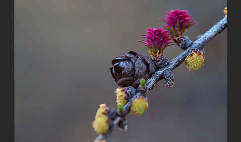 Sibirische Lärche (Larix sibirica)