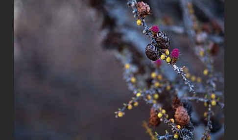 Sibirische Lärche (Larix sibirica)