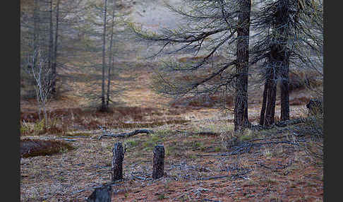 Sibirische Lärche (Larix sibirica)