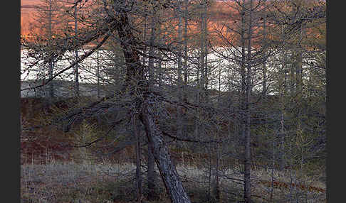 Sibirische Lärche (Larix sibirica)