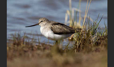 Terekwasserläufer (Xenus cinereus)