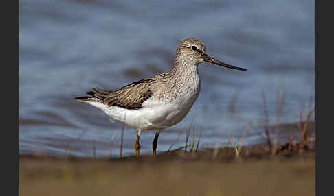 Terekwasserläufer (Xenus cinereus)