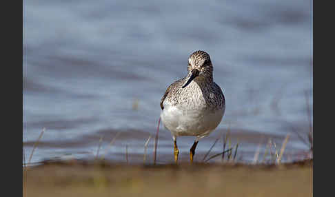 Terekwasserläufer (Xenus cinereus)