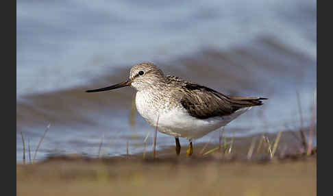 Terekwasserläufer (Xenus cinereus)