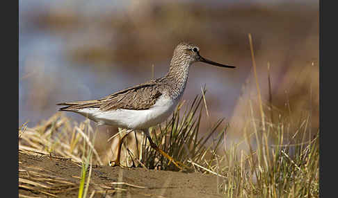 Terekwasserläufer (Xenus cinereus)