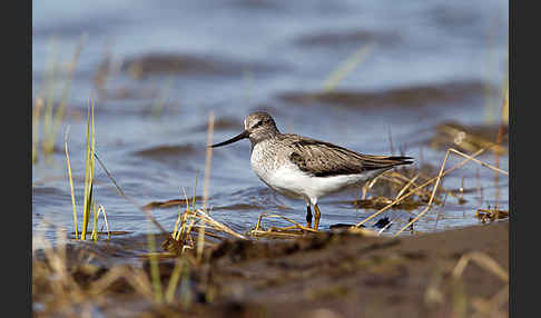 Terekwasserläufer (Xenus cinereus)