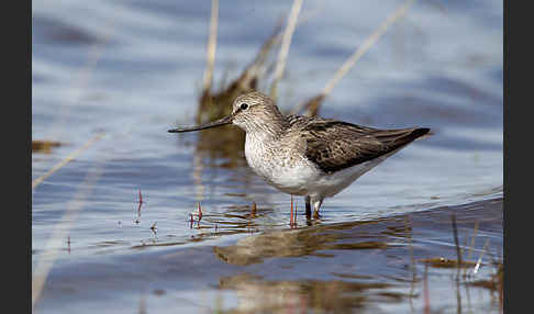 Terekwasserläufer (Xenus cinereus)