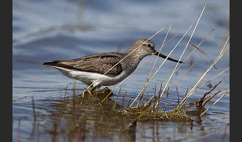 Terekwasserläufer (Xenus cinereus)