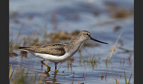 Terekwasserläufer (Xenus cinereus)