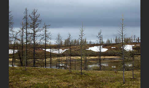 Sibirische Lärche (Larix sibirica)