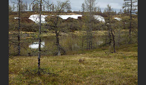 Sibirische Lärche (Larix sibirica)