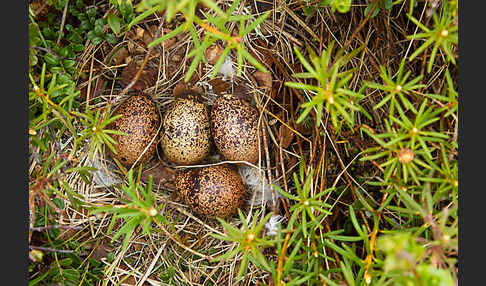 Moorschneehuhn (Lagopus lagopus)