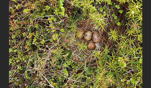 Moorschneehuhn (Lagopus lagopus)