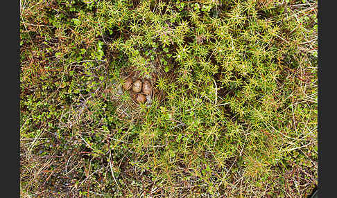 Moorschneehuhn (Lagopus lagopus)