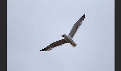 Tundramöwe (Larus heuglini)