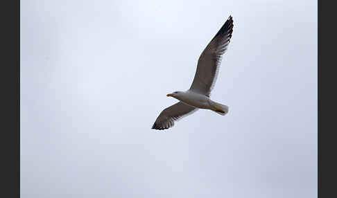 Tundramöwe (Larus heuglini)