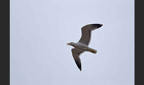 Tundramöwe (Larus heuglini)