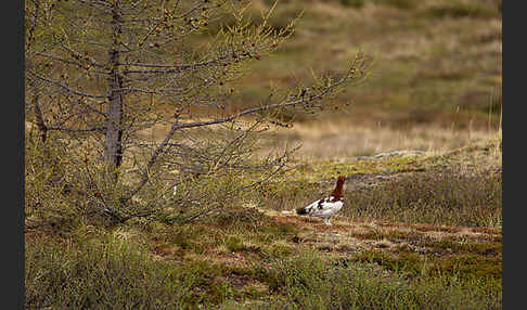 Moorschneehuhn (Lagopus lagopus)