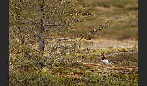 Moorschneehuhn (Lagopus lagopus)