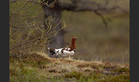 Moorschneehuhn (Lagopus lagopus)