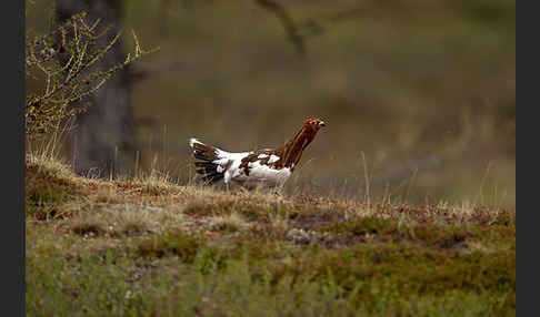 Moorschneehuhn (Lagopus lagopus)