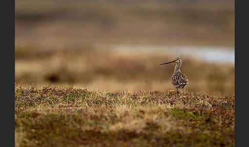 Pfuhlschnepfe (Limosa lapponica)