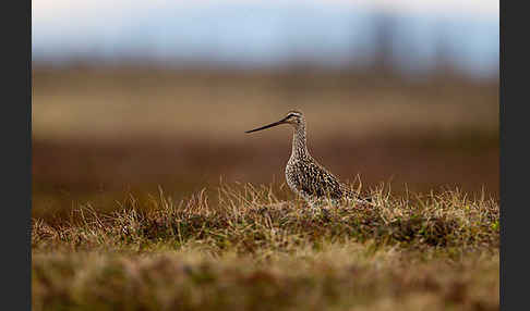 Pfuhlschnepfe (Limosa lapponica)