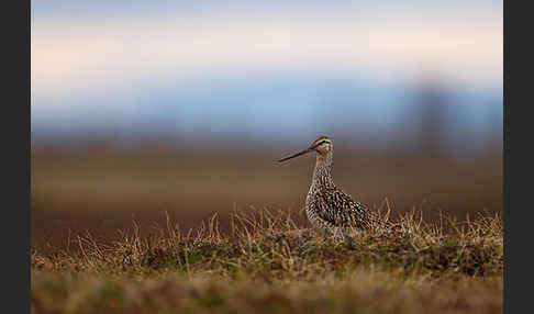 Pfuhlschnepfe (Limosa lapponica)