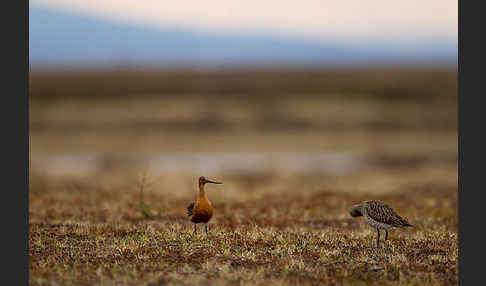 Pfuhlschnepfe (Limosa lapponica)