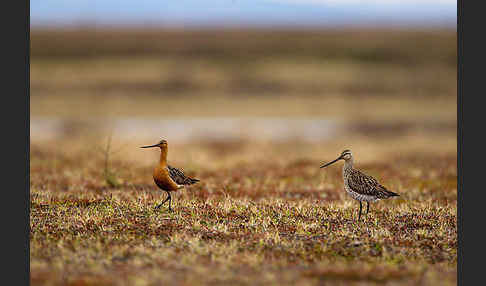 Pfuhlschnepfe (Limosa lapponica)