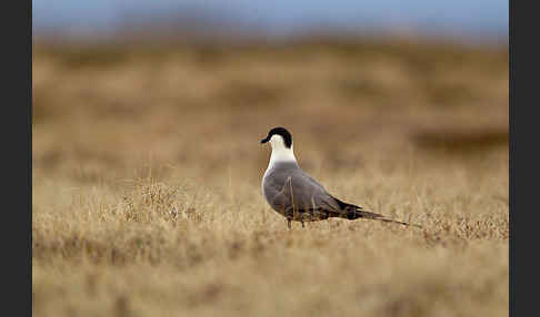 Falkenraubmöwe (Stercorarius longicaudus)